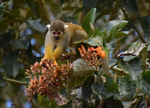 Iquitos Amazon Tour 3 days/2 nights - Itinerary