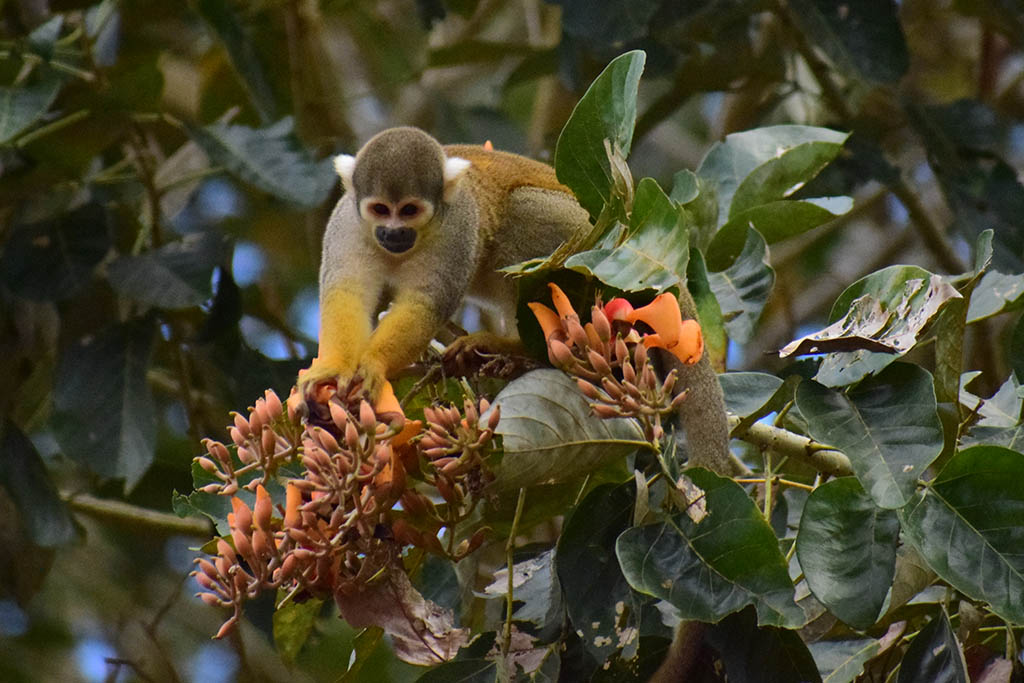 Iquitos Amazon Tour 3 days/2 nights - Itinerary
