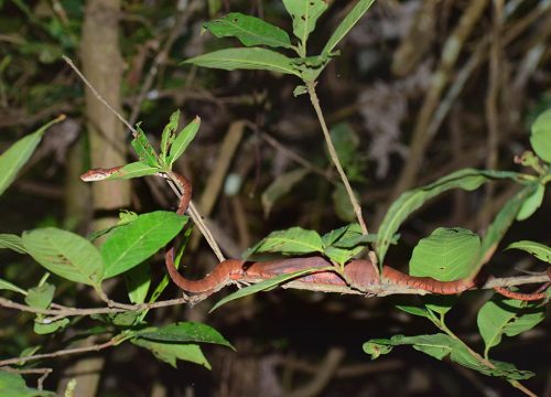 BEST PERU AMAZON RAINFOREST TOURS IN IQUITOS