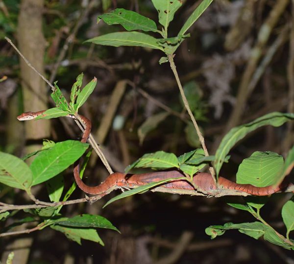 an amazon tree boa on the branches during a jungle walk