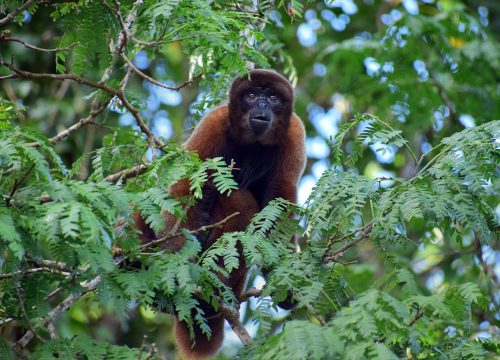 Peru amazon Rainforest Tour 4 days 3 nights - All personalized
