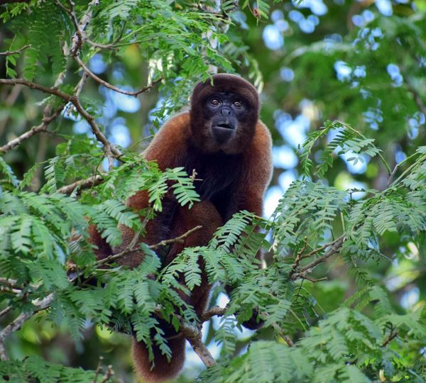 rainforest-jungle-tours-iquitos-peru