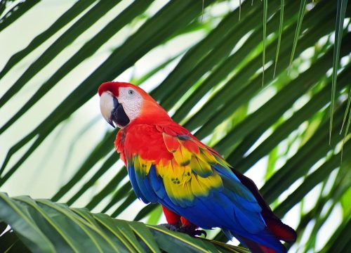 Birding tours in peru - Birdwatching adventures