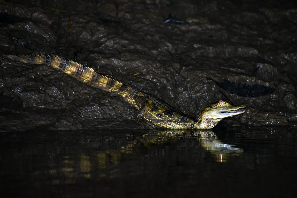 best wildlife tour iquitos
