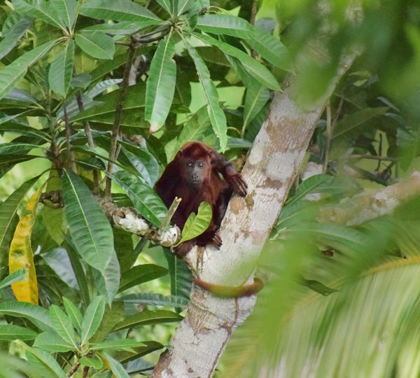 best amazon wildlife tours in peru