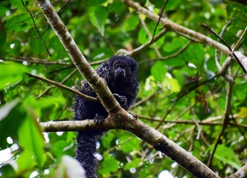 Pacaya samiria reserve 7 days / 6 nights