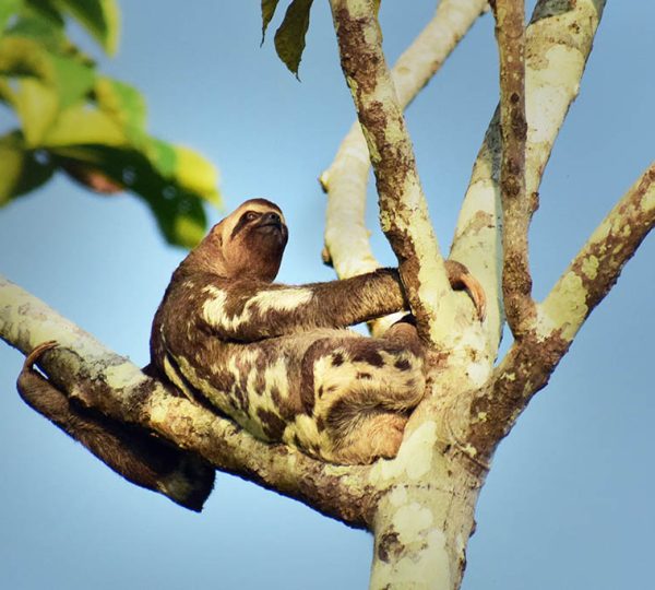 rainforest jungle tours iquitos peru, amazon adventures in peru, peru jungle tours