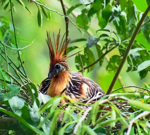 amazon tpurs in iquitos