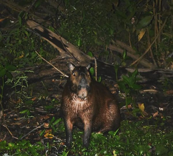 Amazon Tour - Amazon Trail 4 days 3 nights., From $ 720