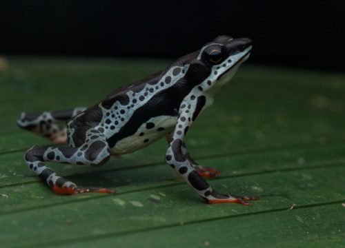 iquitos jungle tour and wildlife