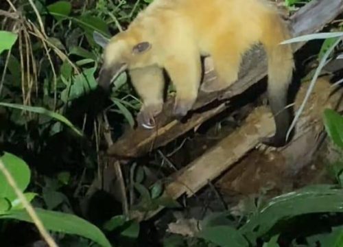 wildlife tour in the peruvian amazon