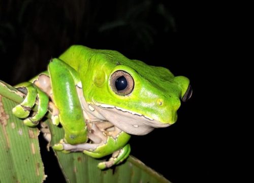best wildlife expeditions iquitos peru