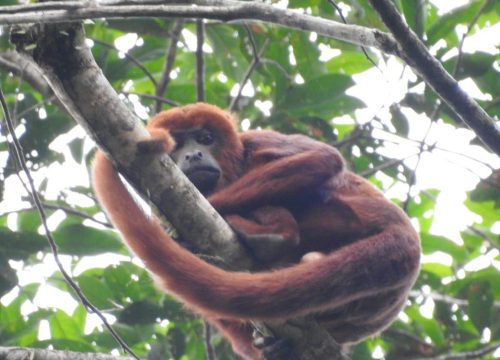 jungle tour and phorography